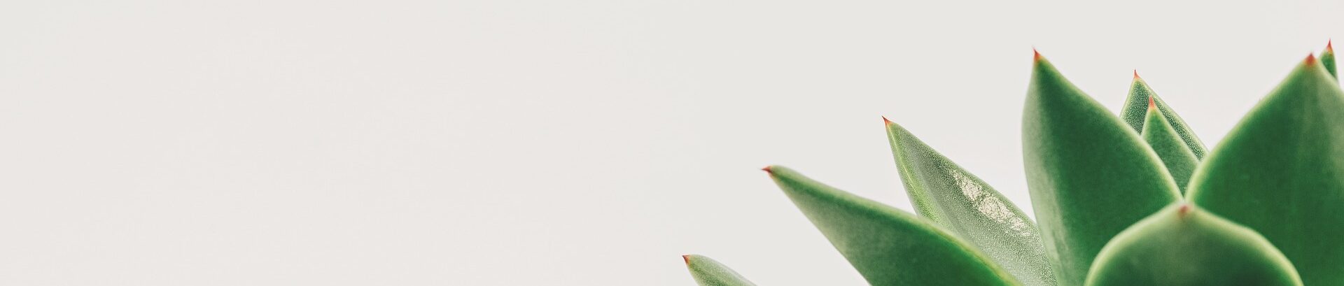 Plant Succulent Potted White Space